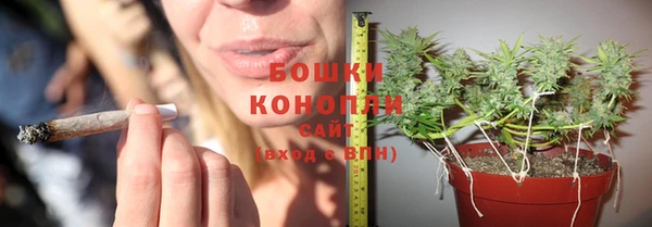 сатива Сосновый Бор
